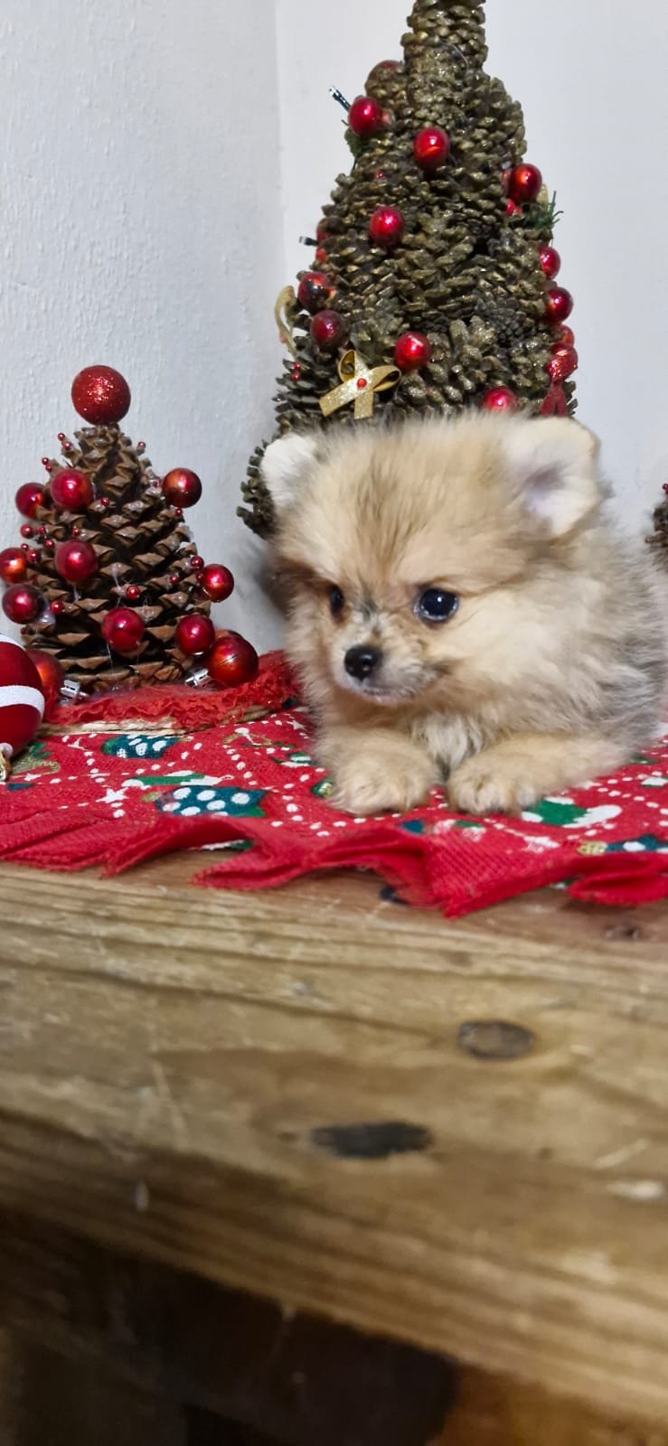 WhatsApp Image 2024-12-15 at 4.22.59 PM (1)